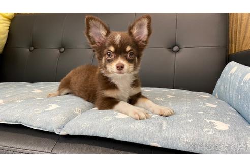 成約済の兵庫県のチワワ(ロングコート)-183481の10枚目